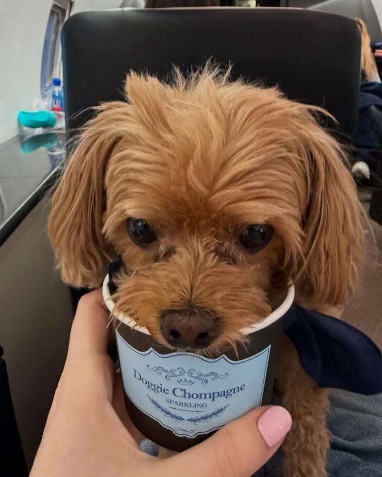 Bark Air – Η πρώτη αεροπορική εταιρεία για σκύλους