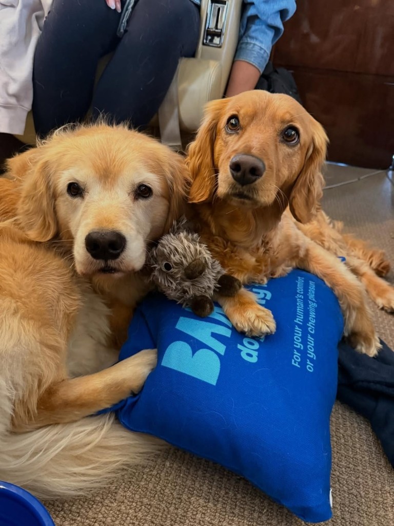 Bark Air – Η πρώτη αεροπορική εταιρεία για σκύλους