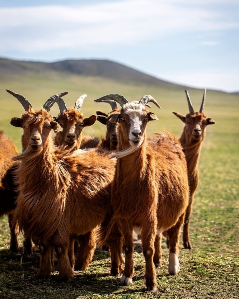 Το κασμίρ κάνει θραύση – Η ιστορία και η οικονομία πίσω από το πιο περιζήτητο ύφασμα παγκοσμίως