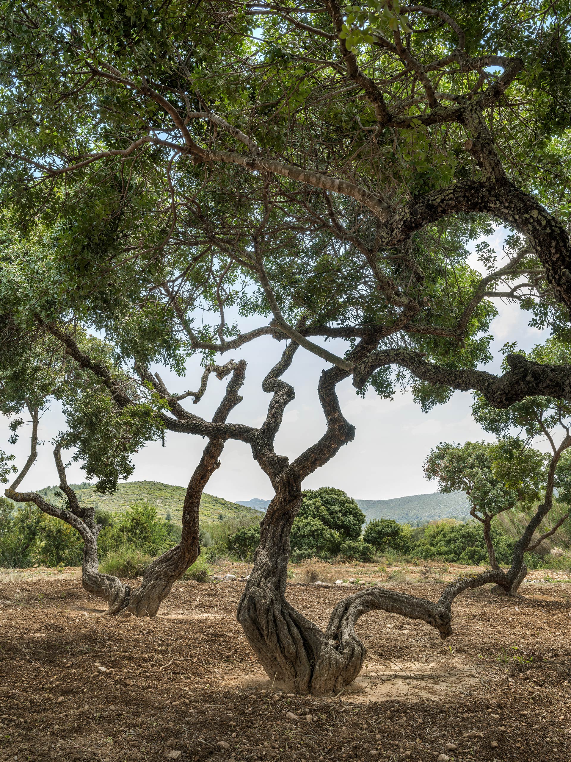 Καλαμωτή: Το ταξίδι σε ένα σπάνιο χωριό της Χίου έγινε φωτογραφικό αριστούργημα