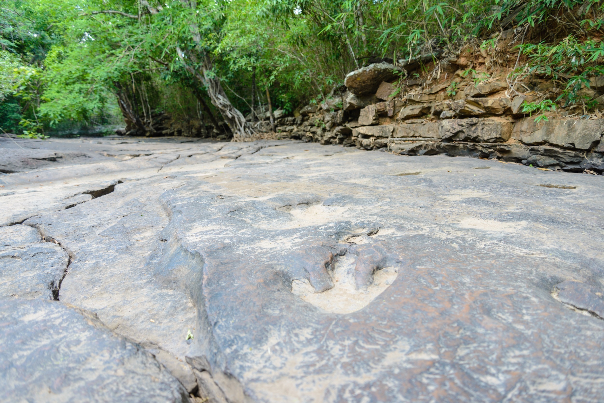Εντυπωσιακή ανακάλυψη: Χιλιάδες αποτυπώματα δεινοσαύρων ηλικίας 210 εκατομμυρίων ετών στην Ιταλία | Ειδήσεις για την Οικονομία