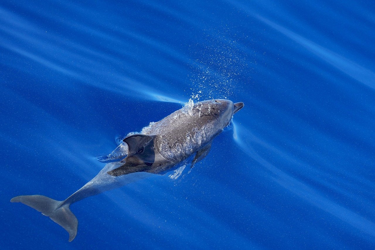 Φάλαινες και δελφίνια σε κίνδυνο: Οι ερευνητές αναζητούν τα αίτια θανάτου τους | Ειδήσεις για την Οικονομία
