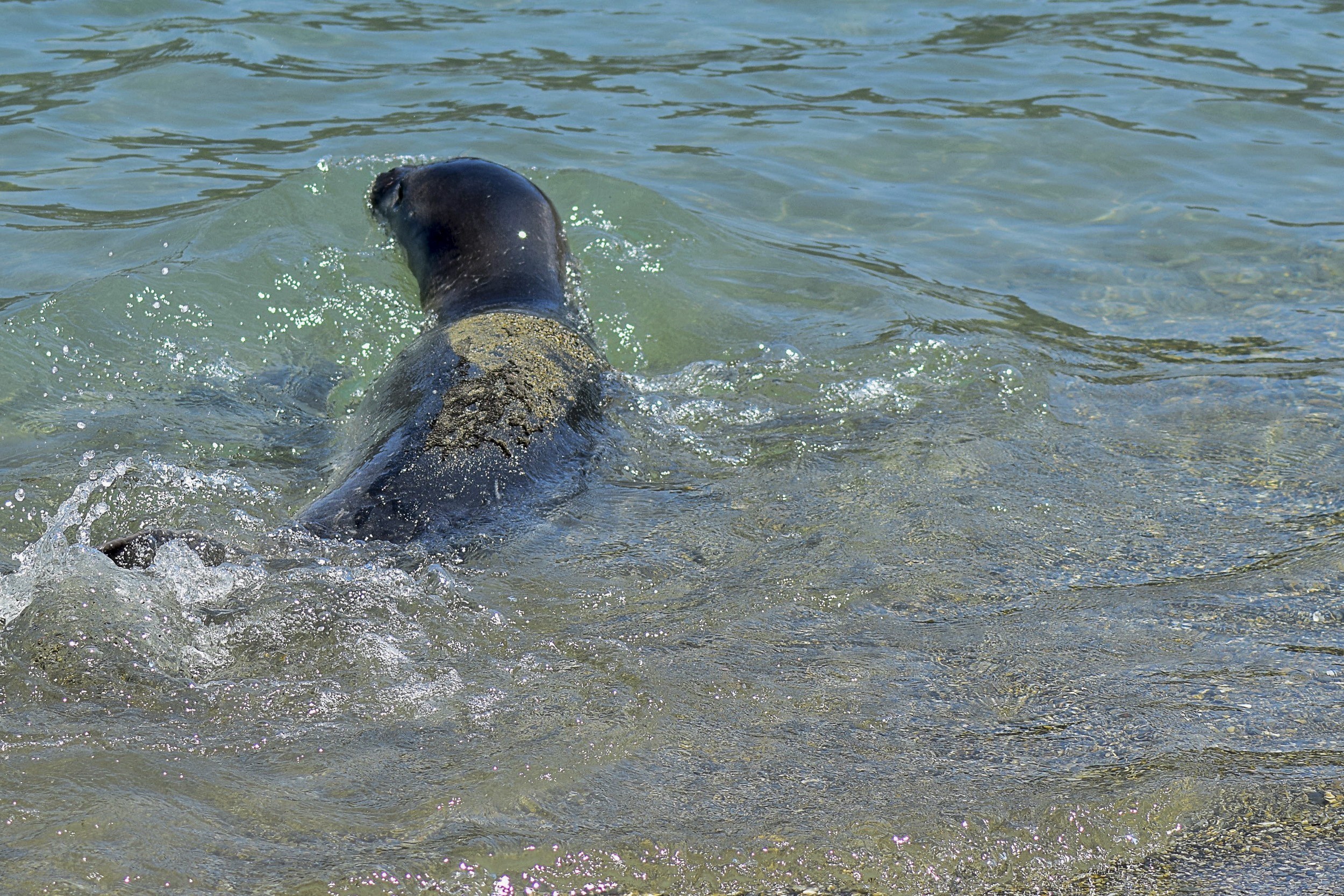 Φώκιες Monachus monachus: Ο υπερτουρισμός απειλεί το θαλάσσιο οικοσύστημα στην Ελλάδα | Ειδήσεις για την Οικονομία