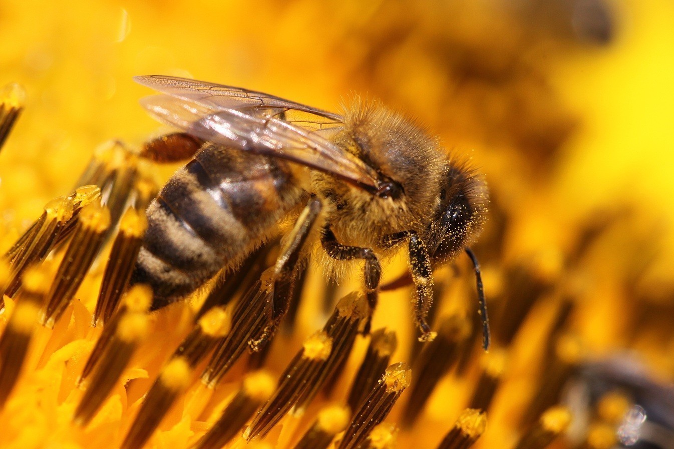Μελισσοκομία: Πώς εξελίσσεται στην Ελλάδα – Πόσοι είναι οι παραγωγοί και τι παράγουν | Ειδήσεις για την Οικονομία