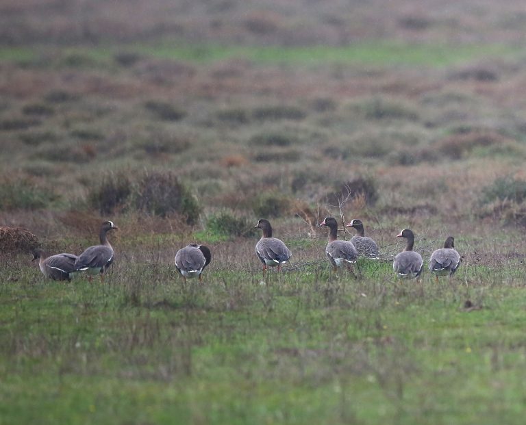Έβρος: Επιστρέφουν οι παγκοσμίως απειλούμενες νανόχηνες – Εκκληση για προσοχή και αποτροπή όχλησης | Ειδήσεις για την Οικονομία