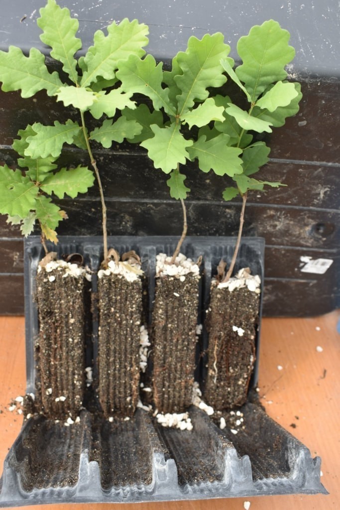 © Βασίλης Μυλωνάς