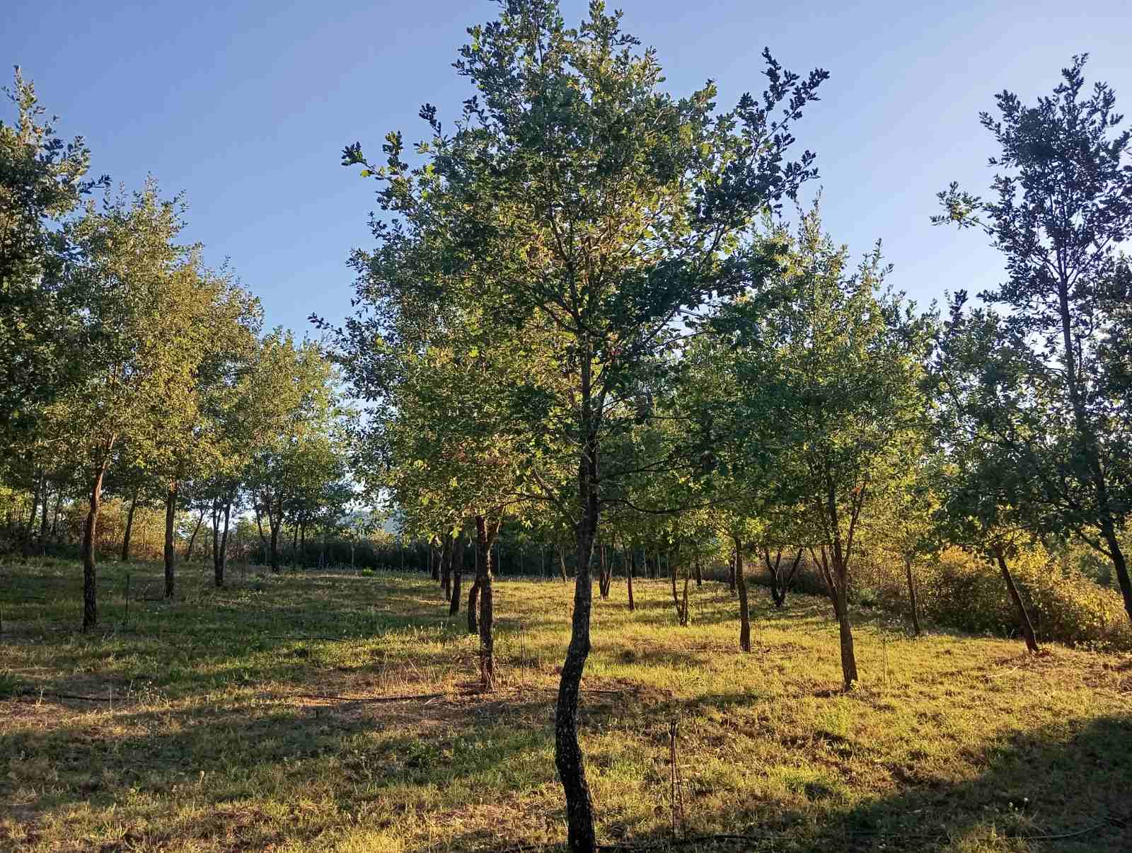 © Βασίλης Μυλωνάς