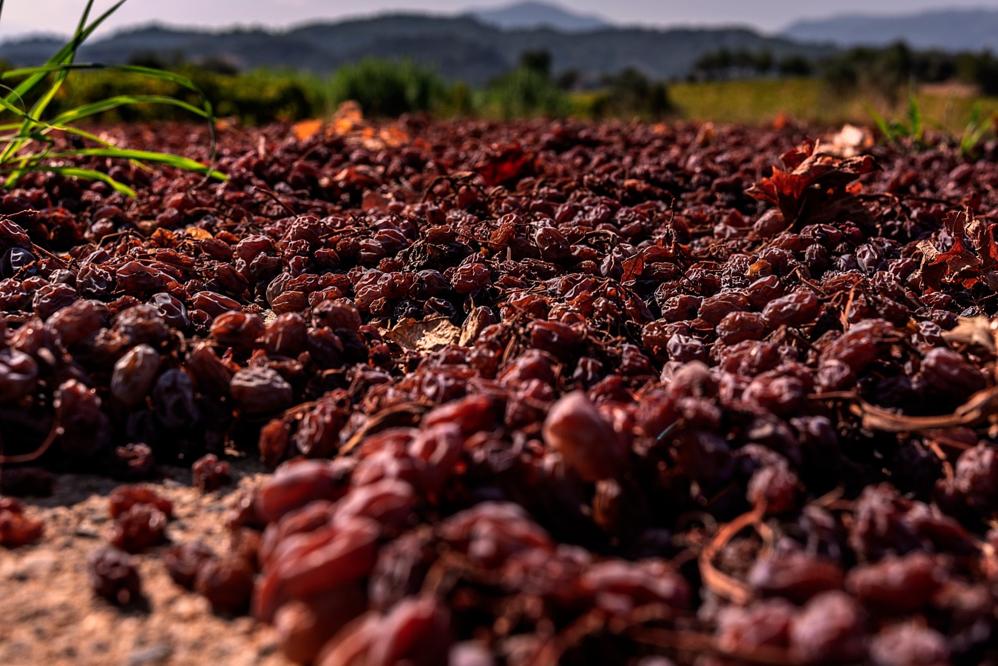 Ελληνική σταφίδα: Η πρώτη ύλη που έθρεψε γενιές αναζητά ξανά τη θέση της στον κόσμο