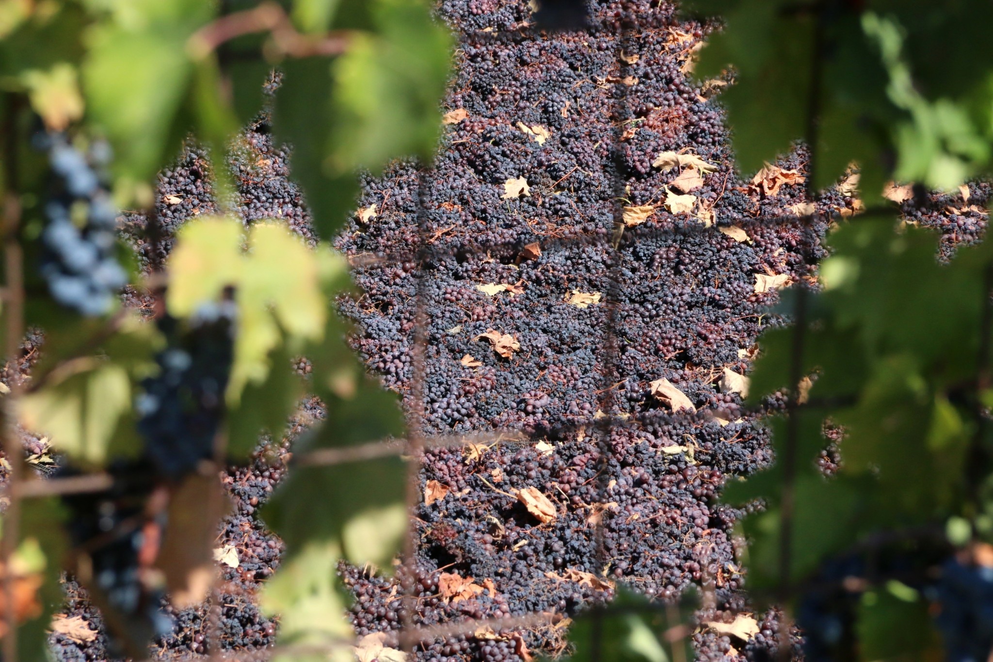 Ελληνική σταφίδα: Η πρώτη ύλη που έθρεψε γενιές αναζητά ξανά τη θέση της στον κόσμο