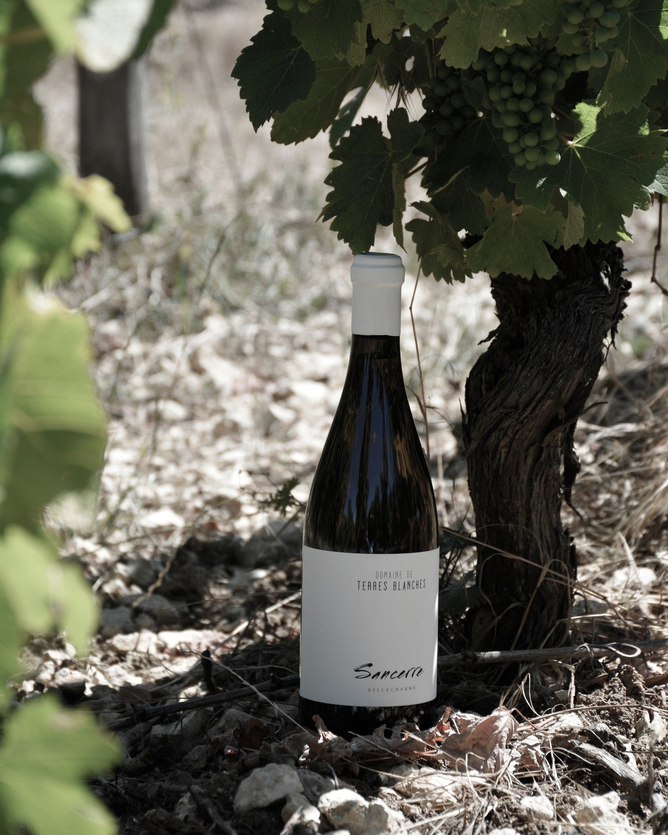 Η Τέιλορ Σουίφτ ανεβάζει τις πωλήσεις κρασιού παγκοσμίως και κάνει viral τα γαλλικά Sancerre