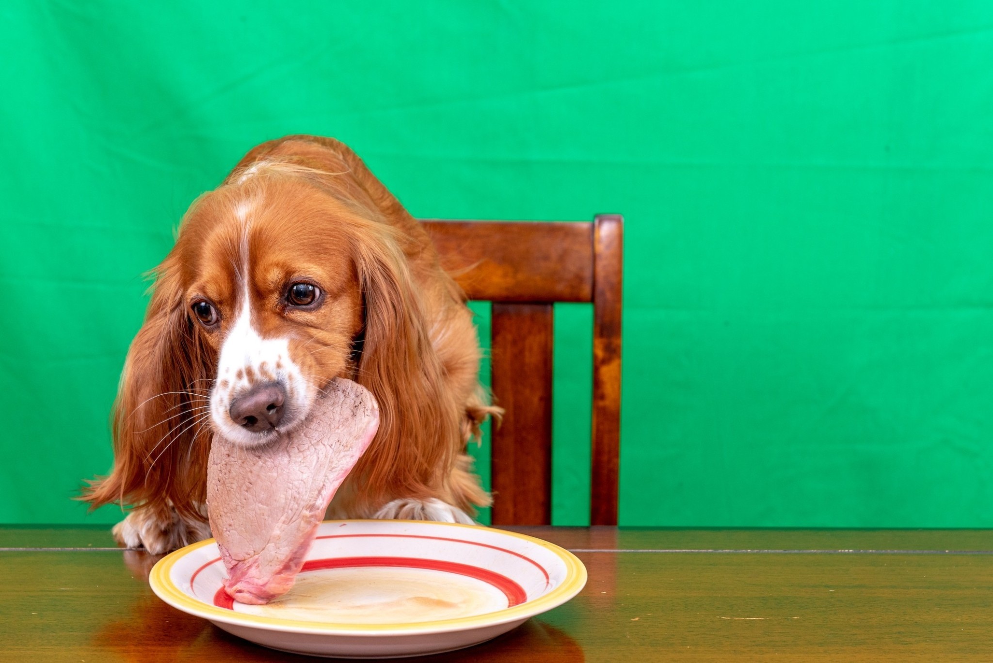 Ωμή τροφή για κατοικίδια – Superfood ή επικίνδυνο πείραμα;