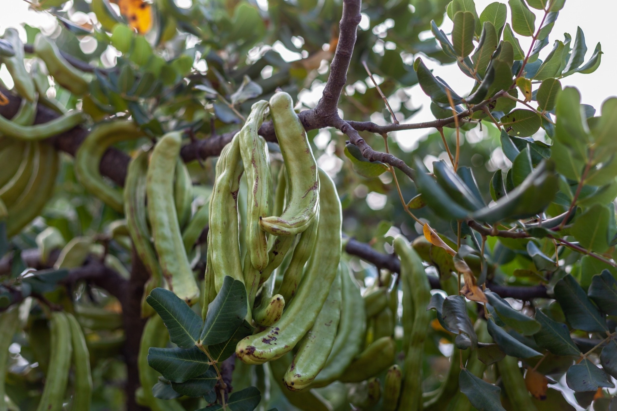 4 φυτά που αξίζει να φυτέψετε στα τέλη Ιανουαρίου