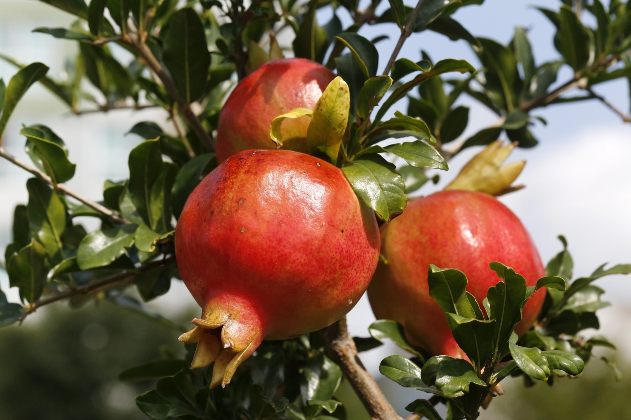 4 φυτά που αξίζει να φυτέψετε στα τέλη Ιανουαρίου