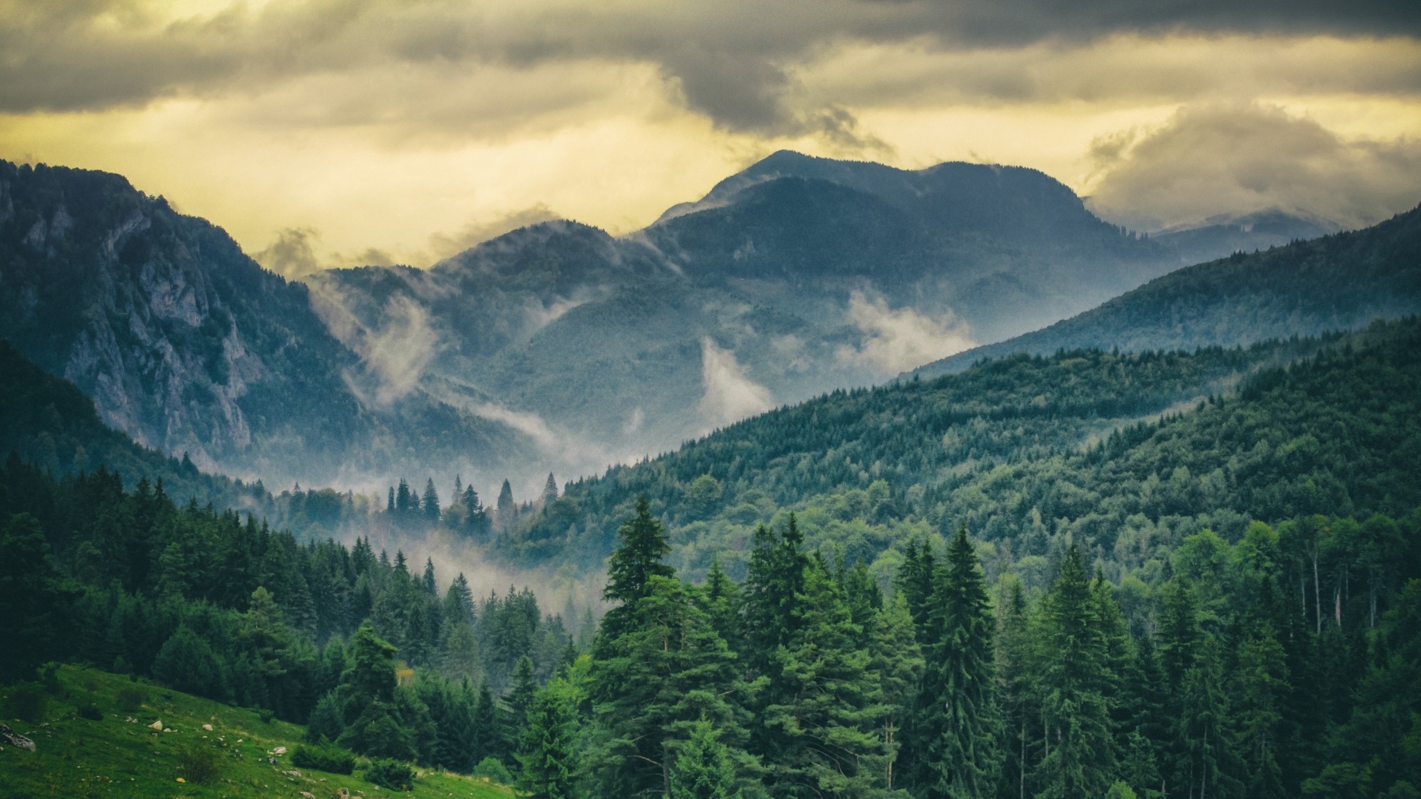 Ταξίδι στα Καρπάθια: Μια συναρπαστική εμπειρία στα ίχνη του βίσωνα
