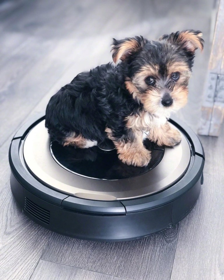 Το τέλος της Roomba: Το ρομπότ που καθάρισε σπίτια αλλά χάθηκε στη σκόνη του ανταγωνισμού