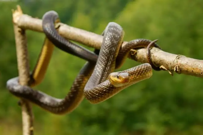 Σπάνια ζώα και φυτά βρίσκουν καταφύγιο στους ελληνικούς αρχαιολογικούς χώρους | Ειδήσεις για την Οικονομία