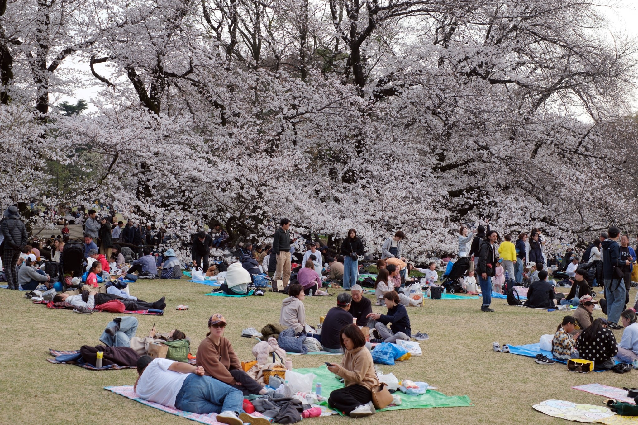 Ιαπωνία: Ακυρώνεται το φεστιβάλ με τις ανθισμένες κερασιές λόγω του μαζικού τουρισμού