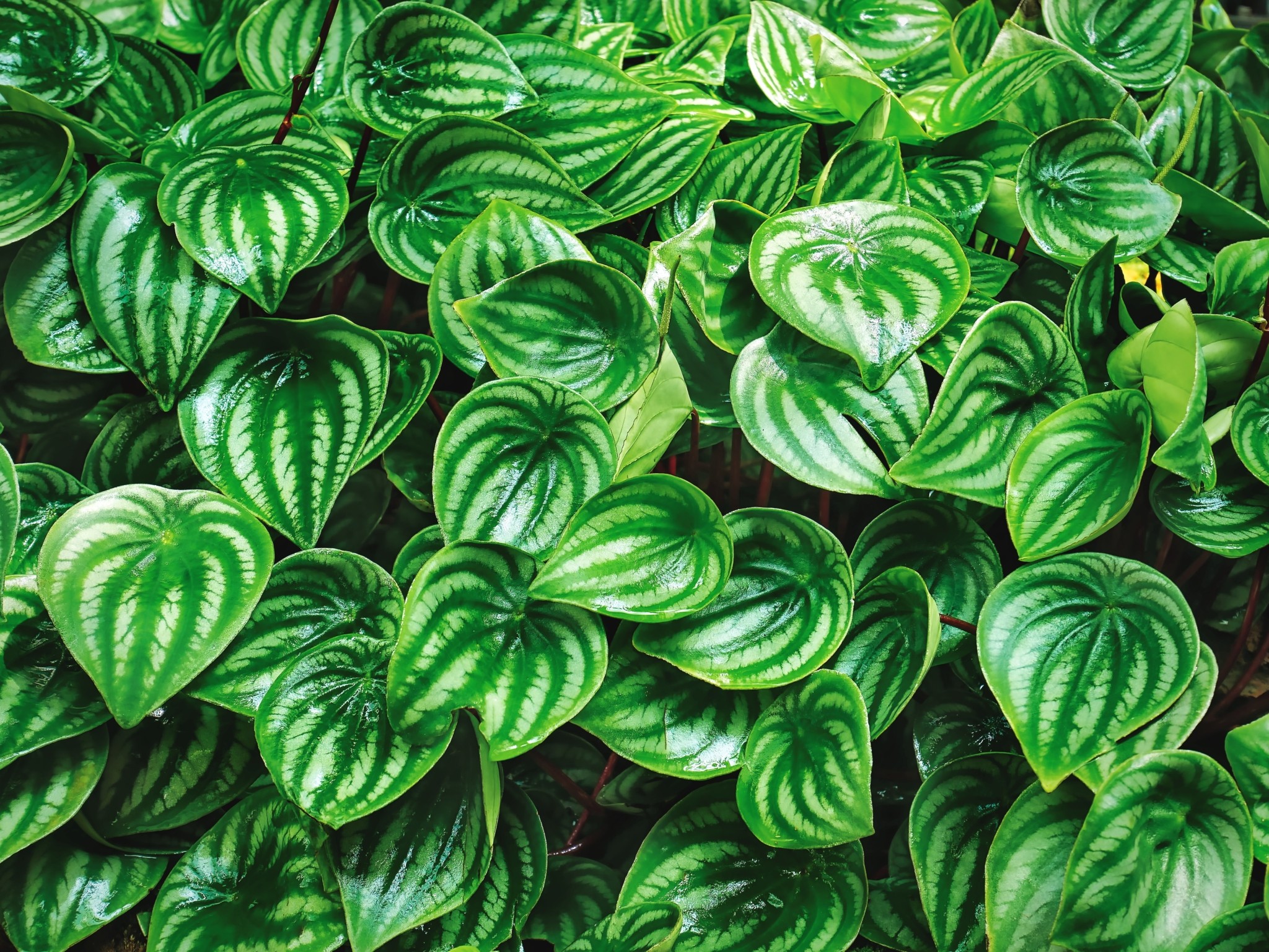 Τerrarium: Πώς να δημιουργήσετε το δικό σας μικροσκοπικό κήπο από την αρχή