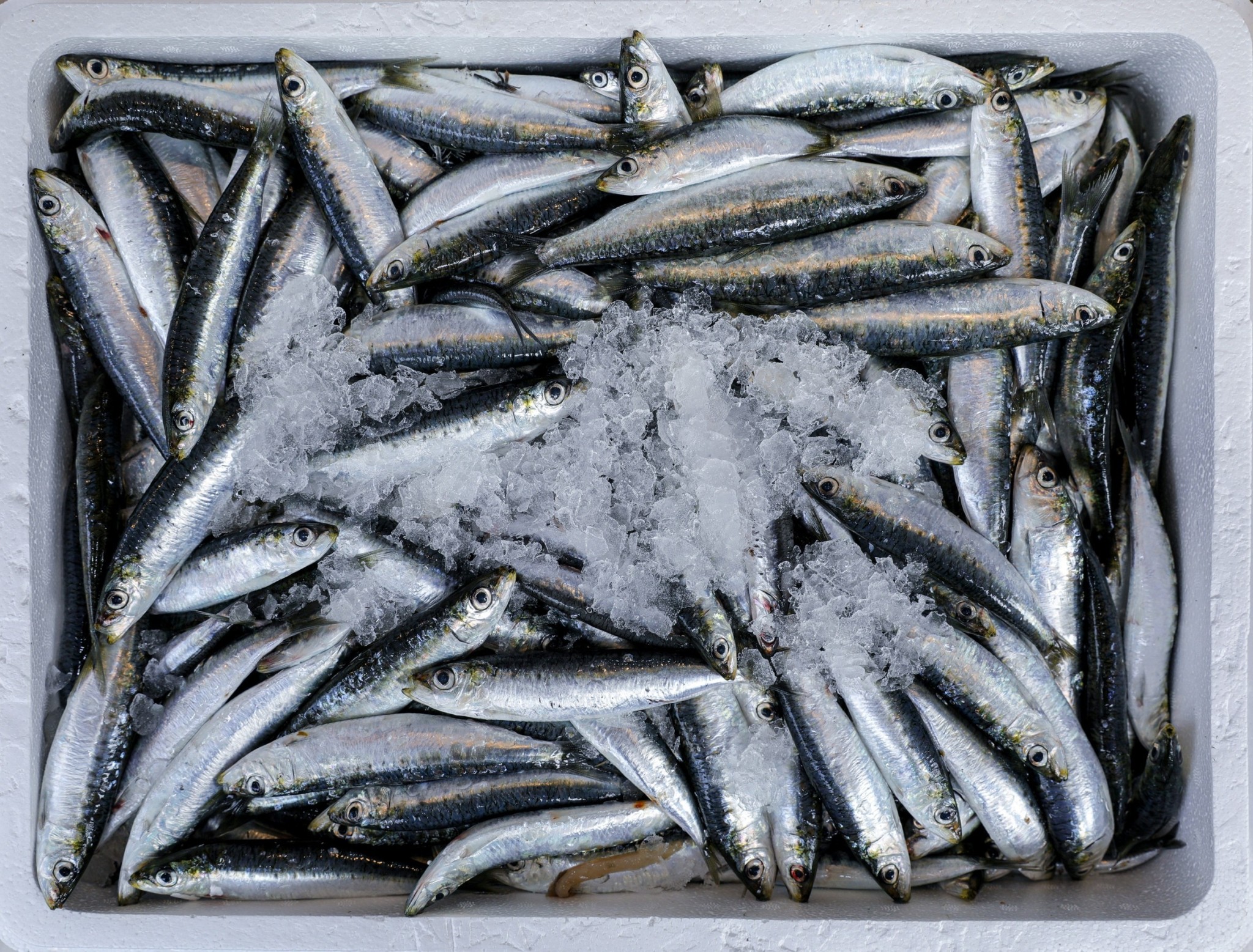 Σαρδέλα: Η επιστροφή του μικρού ψαριού που ζει δόξες στο τραπέζι