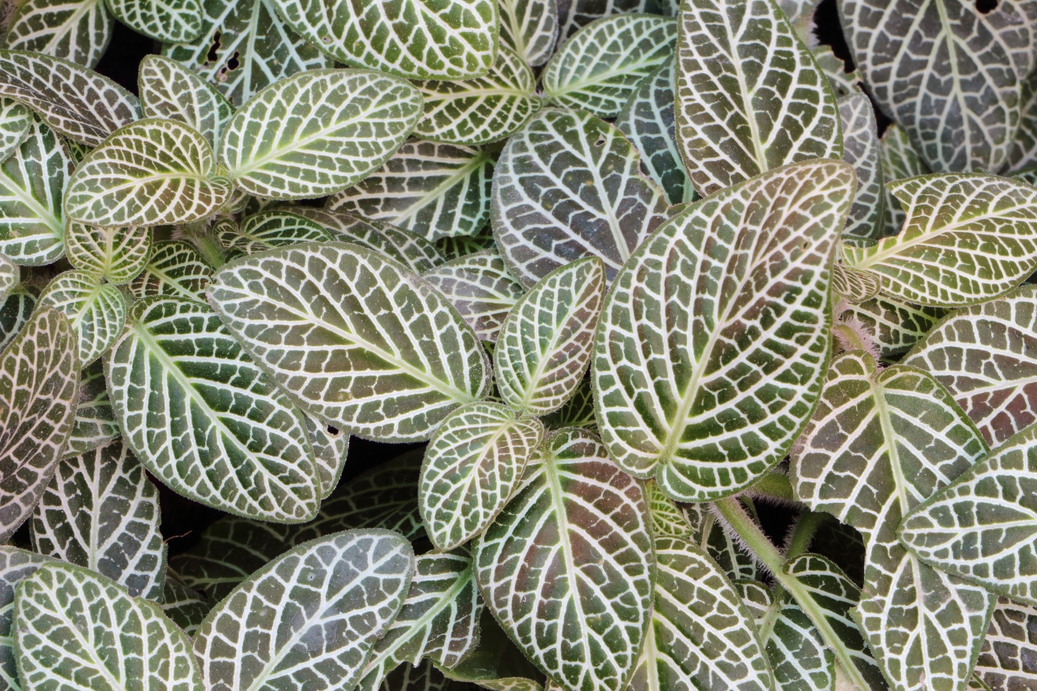 Τerrarium: Πώς να δημιουργήσετε το δικό σας μικροσκοπικό κήπο από την αρχή