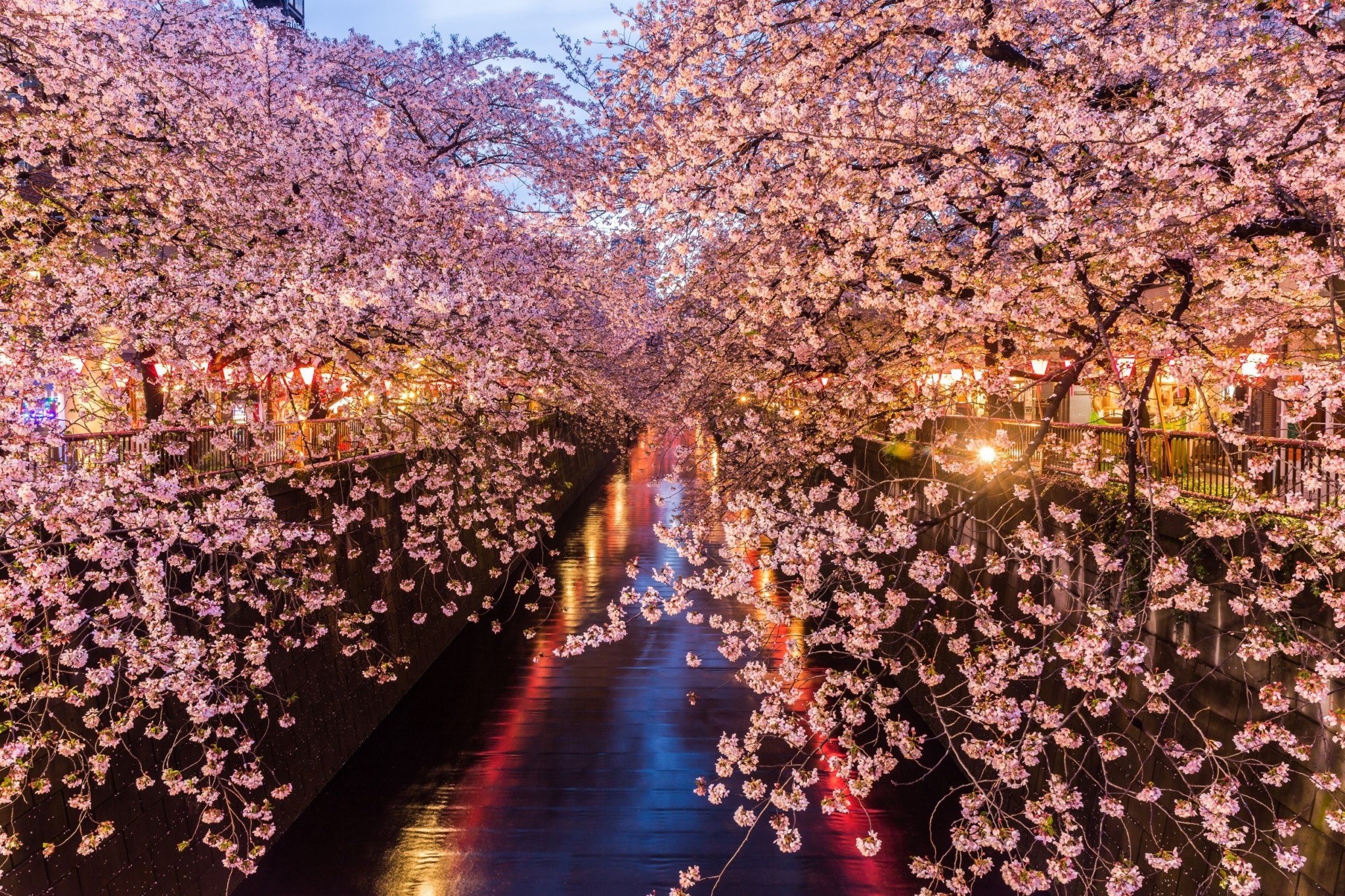 Ιαπωνία: Ακυρώνεται το φεστιβάλ με τις ανθισμένες κερασιές λόγω του μαζικού τουρισμού
