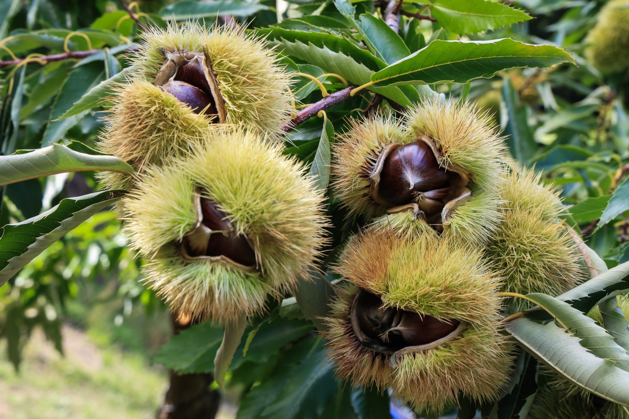 Κάστανο Πάικου: Ενα μοναδικό προϊόν με ιστορία αιώνων – Η παράδοση και η αξία του