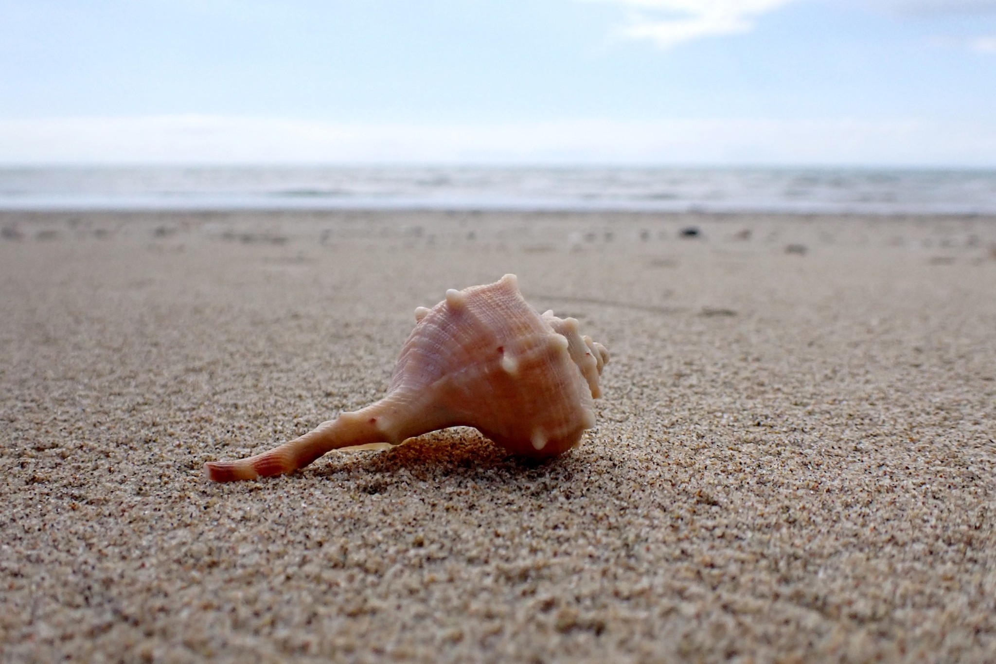 Τyrian Purple: Το πιο ακριβό χρώμα του κόσμου κοστίζει 4.000 δολάρια το γραμμάριο