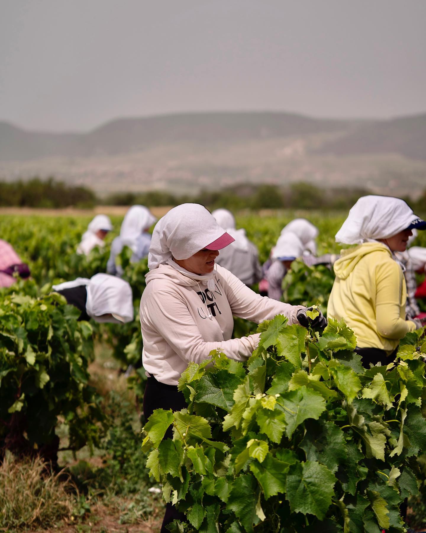 Αγγελος Ιατρίδης: Από το Αμύνταιο, την IVES και το Château Margaux στην εξαγορά του Μπουτάρη στη Σαντορίνη