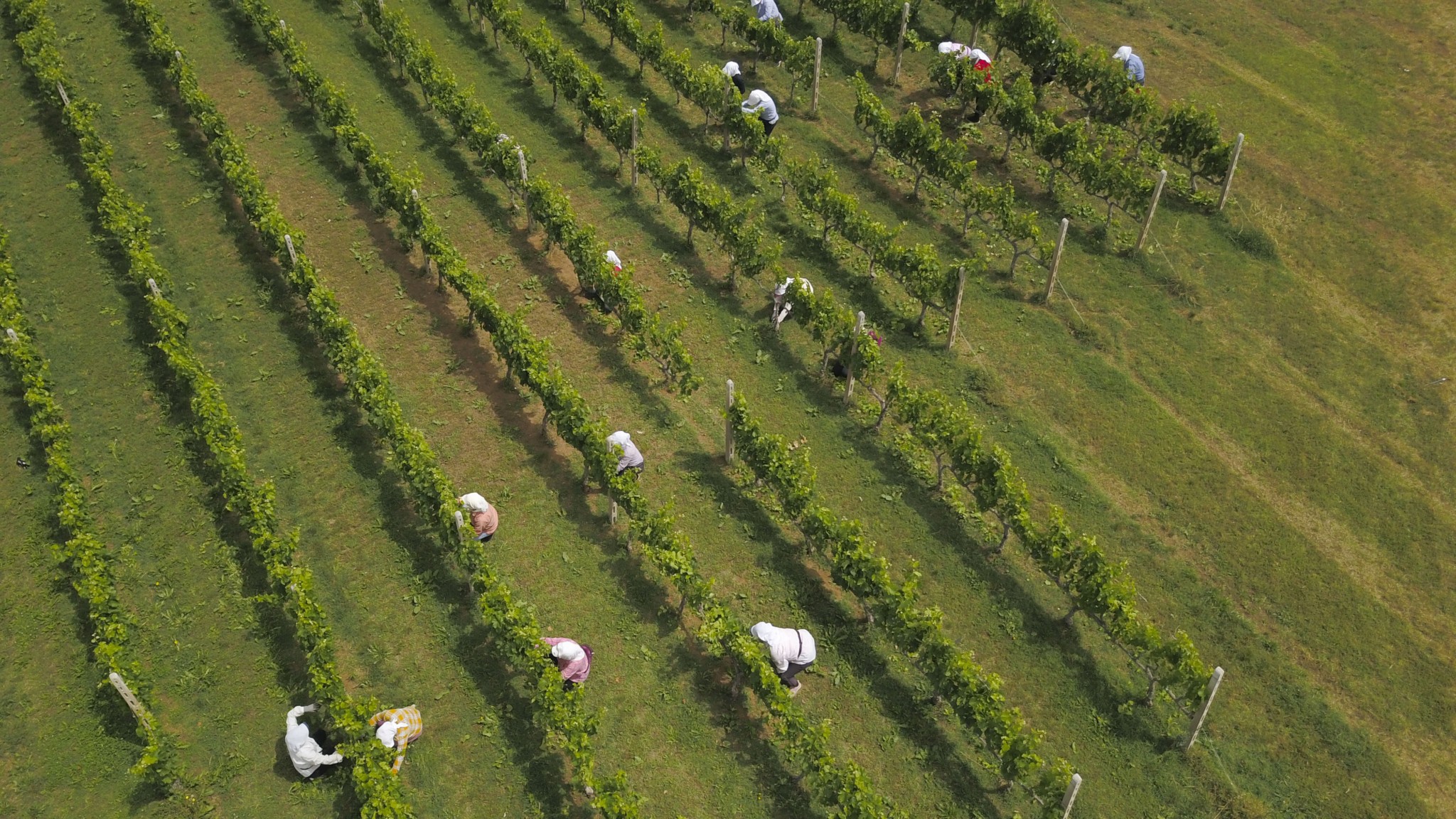 Αγγελος Ιατρίδης: Από το Αμύνταιο, την IVES και το Château Margaux στην εξαγορά του Μπουτάρη στη Σαντορίνη