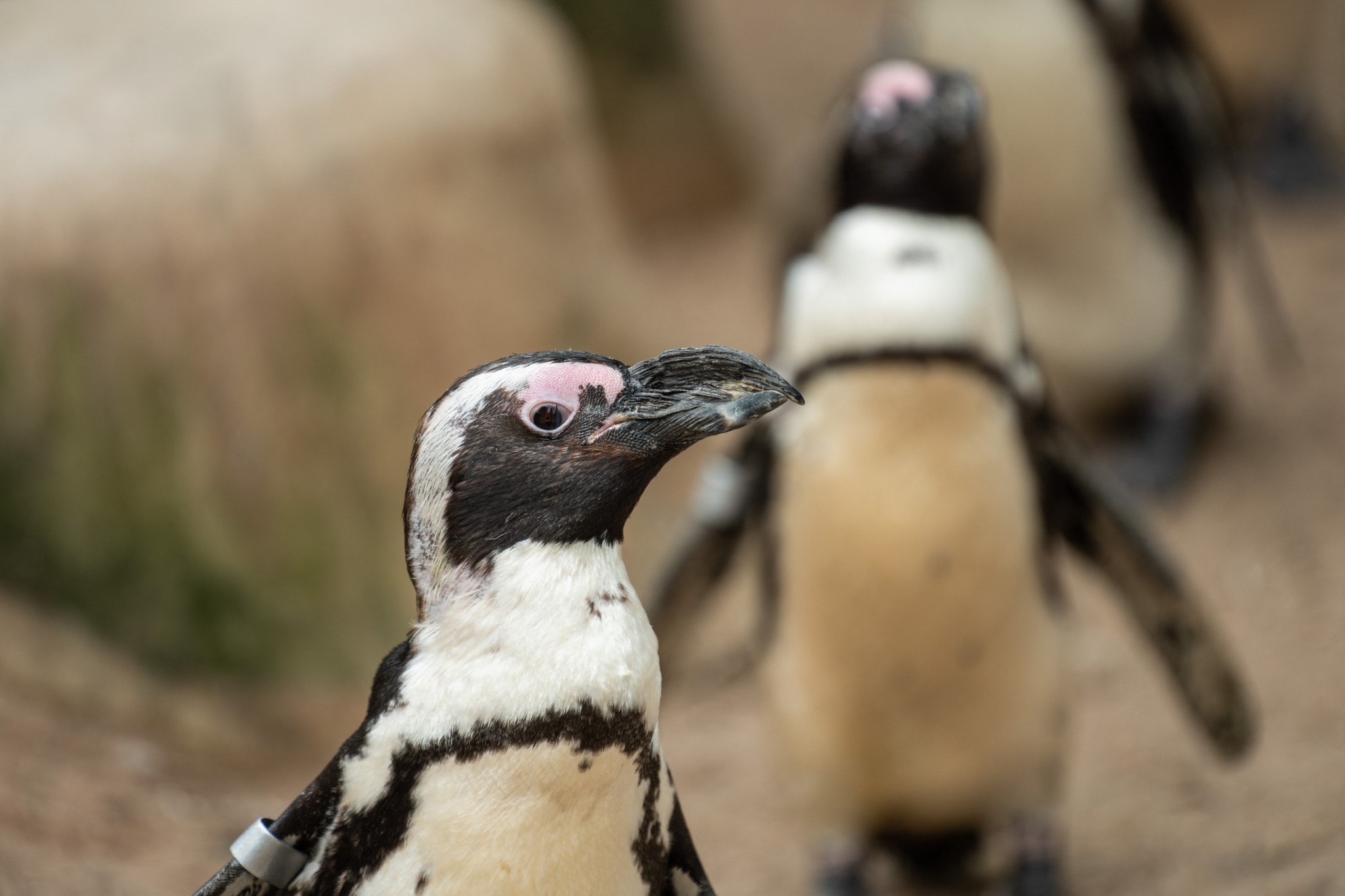 Αφρικανικός πιγκουίνος: Πώς η ανθρώπινη δραστηριότητα απειλεί την επιβίωσή του