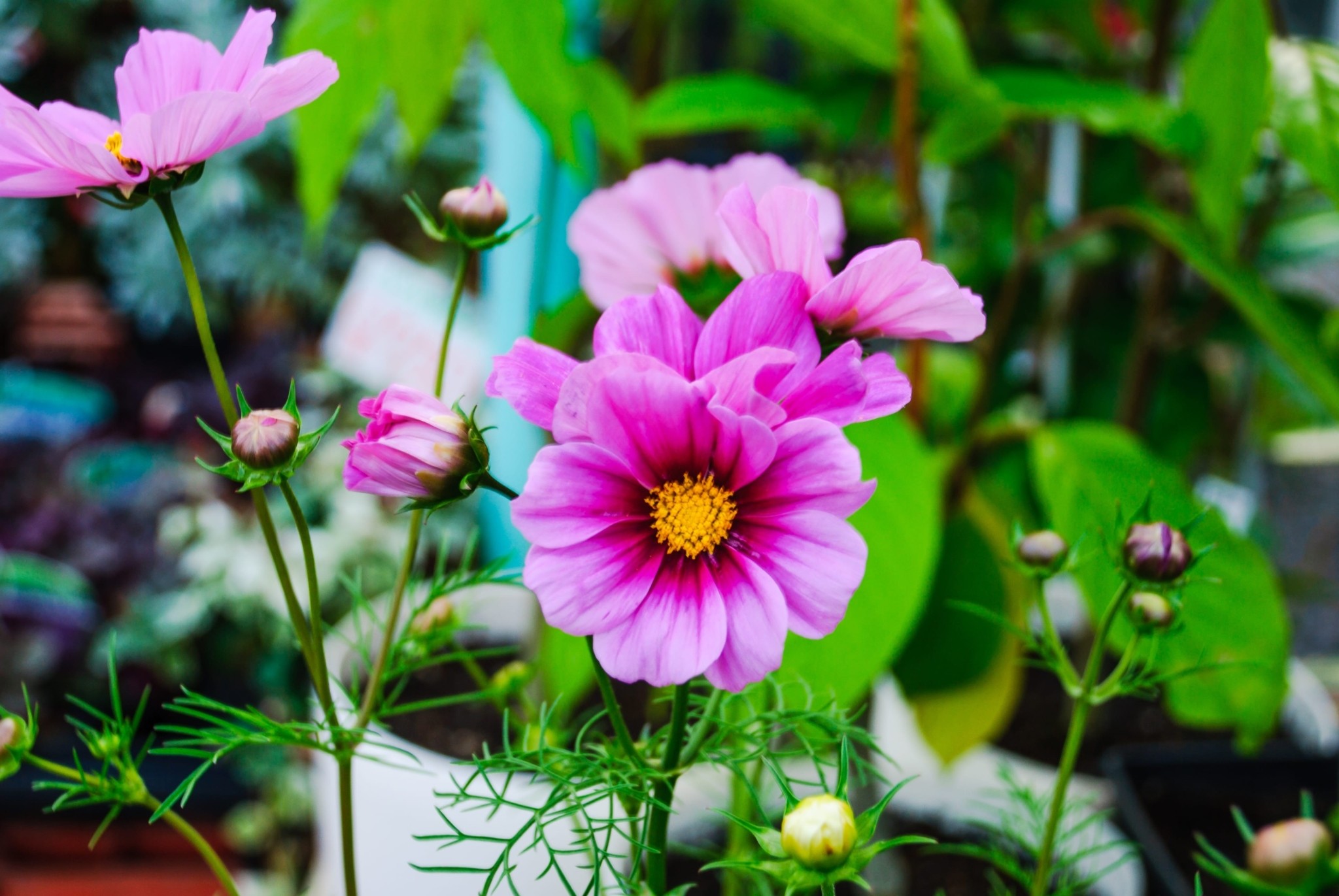 5 φυτά με ανάπτυξη σε χρόνο ρεκόρ
