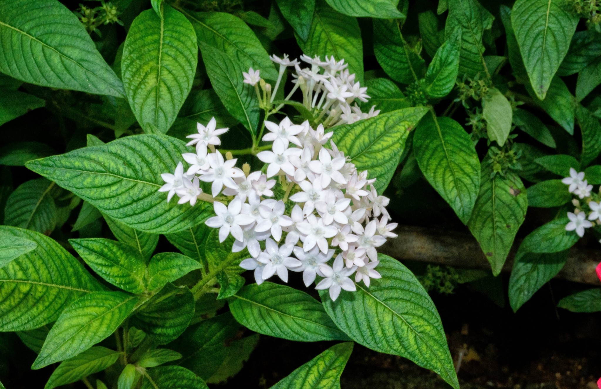 5 φυτά με ανάπτυξη σε χρόνο ρεκόρ