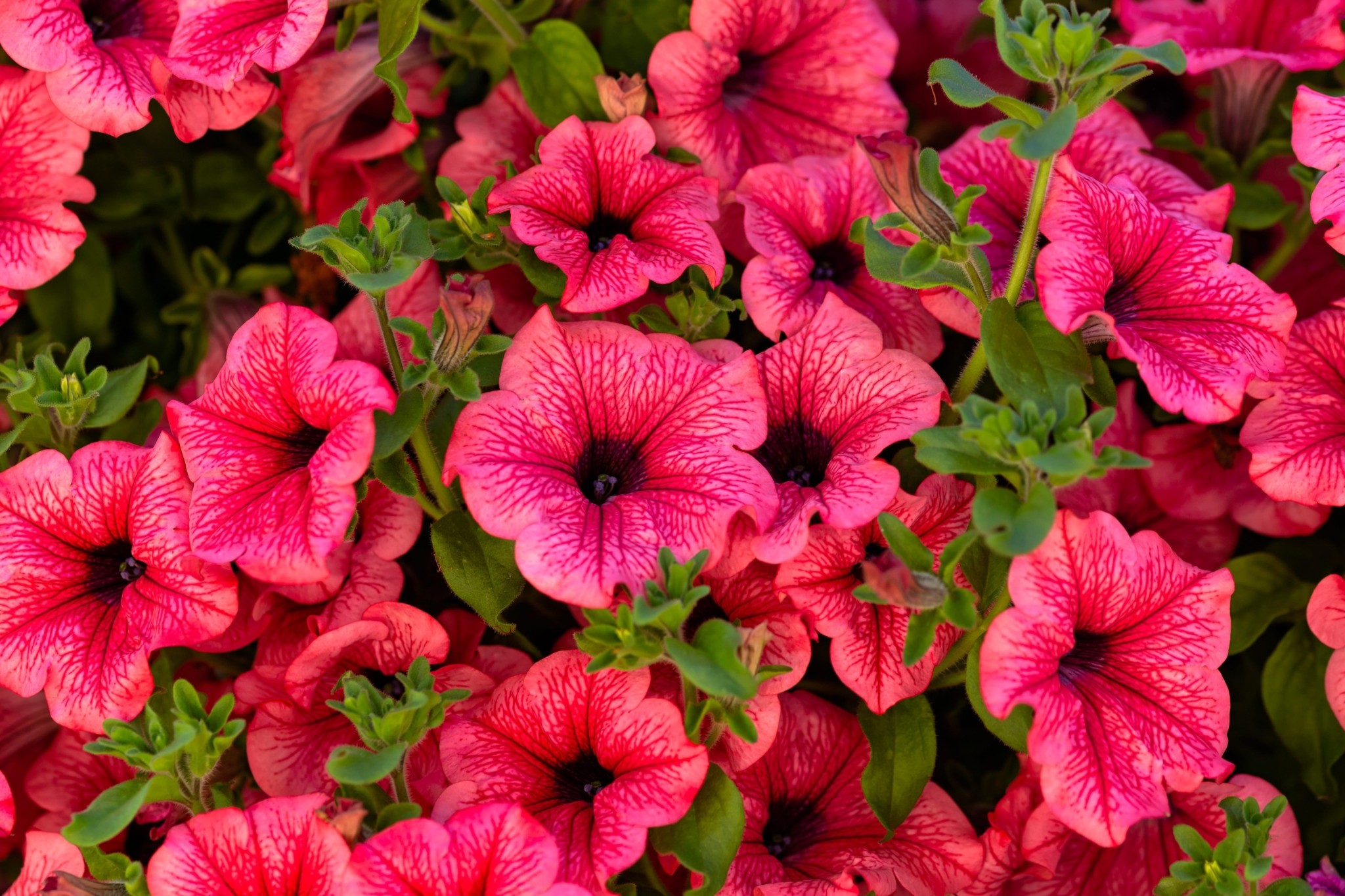 5 φυτά με ανάπτυξη σε χρόνο ρεκόρ