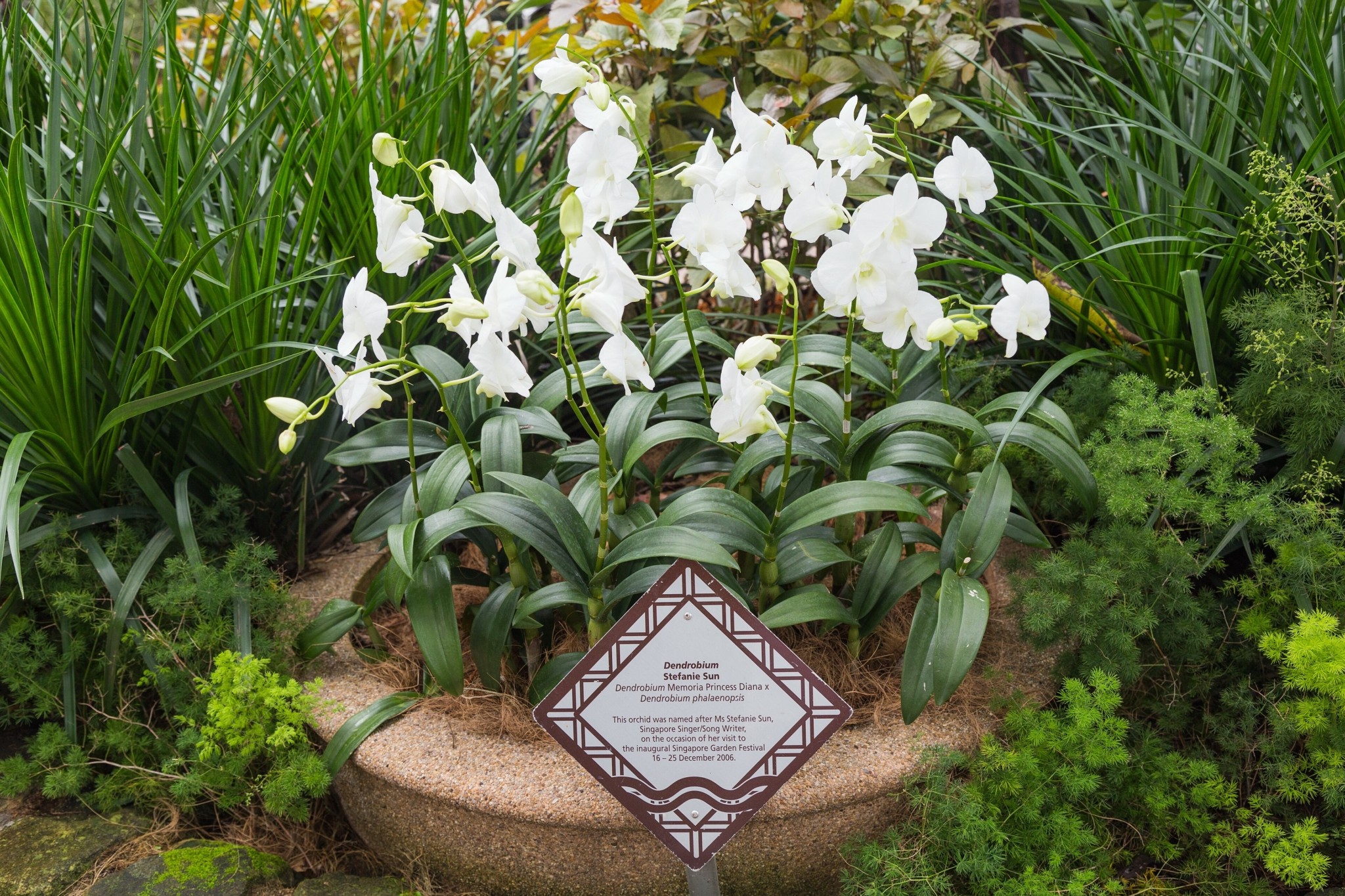 Η ιστορία πίσω από το φυτό που προσφέρεται ως δώρο σε αρχηγούς κρατών