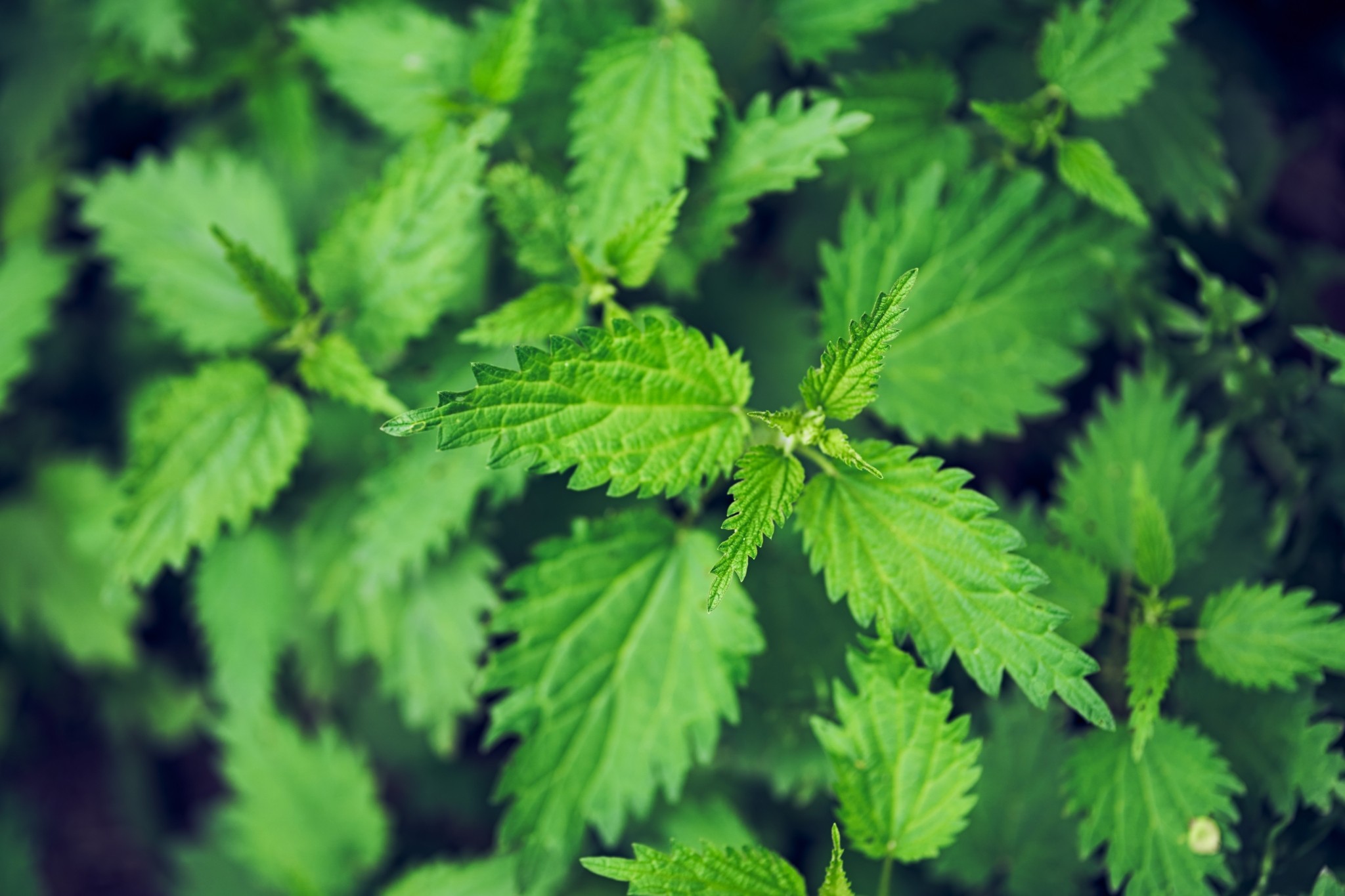 5 φυτά που φυτρώνουν στον κήπο σας τον Μάρτιο και πώς να τα αξιοποιήσετε