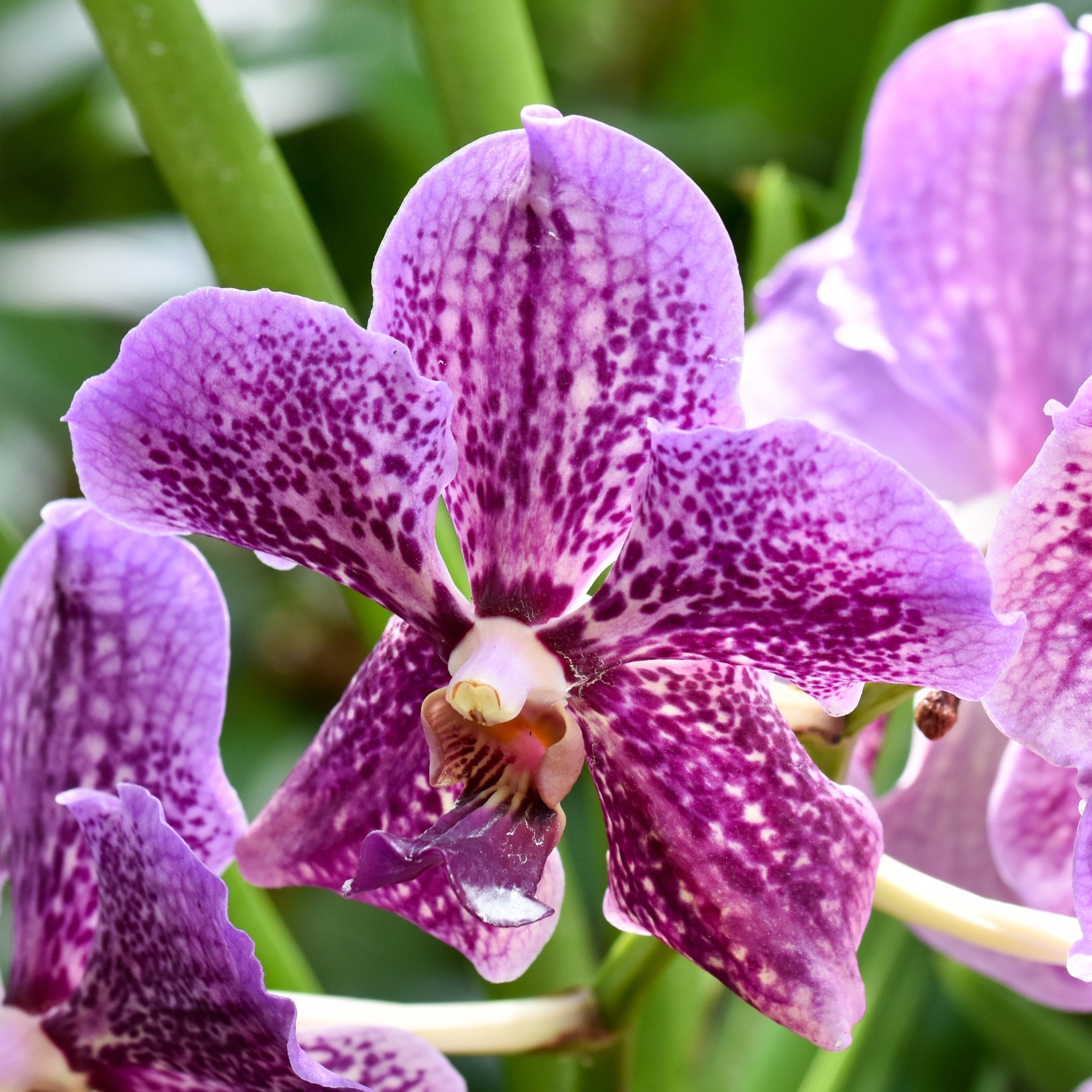 Η ιστορία πίσω από το φυτό που προσφέρεται ως δώρο σε αρχηγούς κρατών