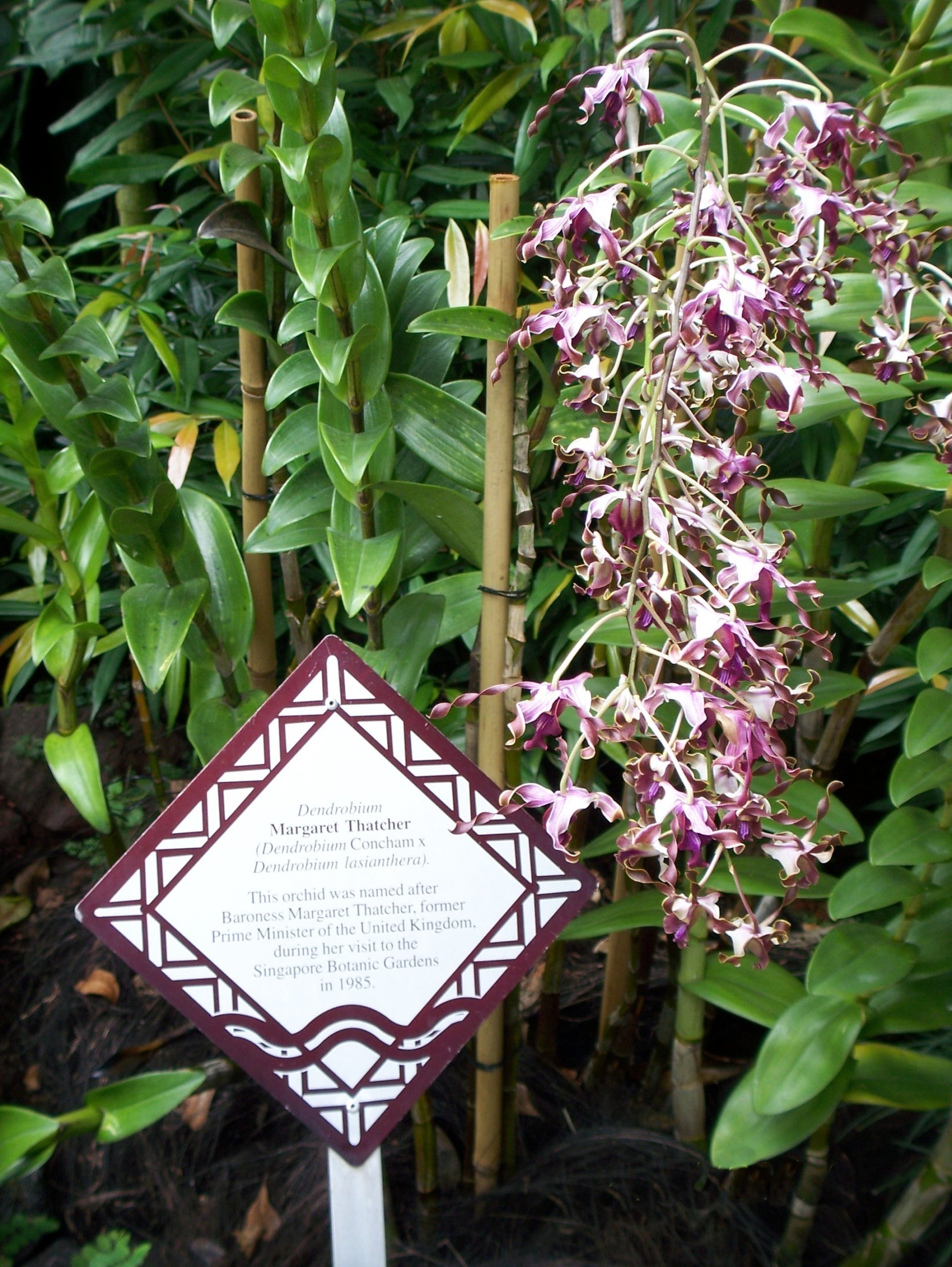 Η ιστορία πίσω από το φυτό που προσφέρεται ως δώρο σε αρχηγούς κρατών