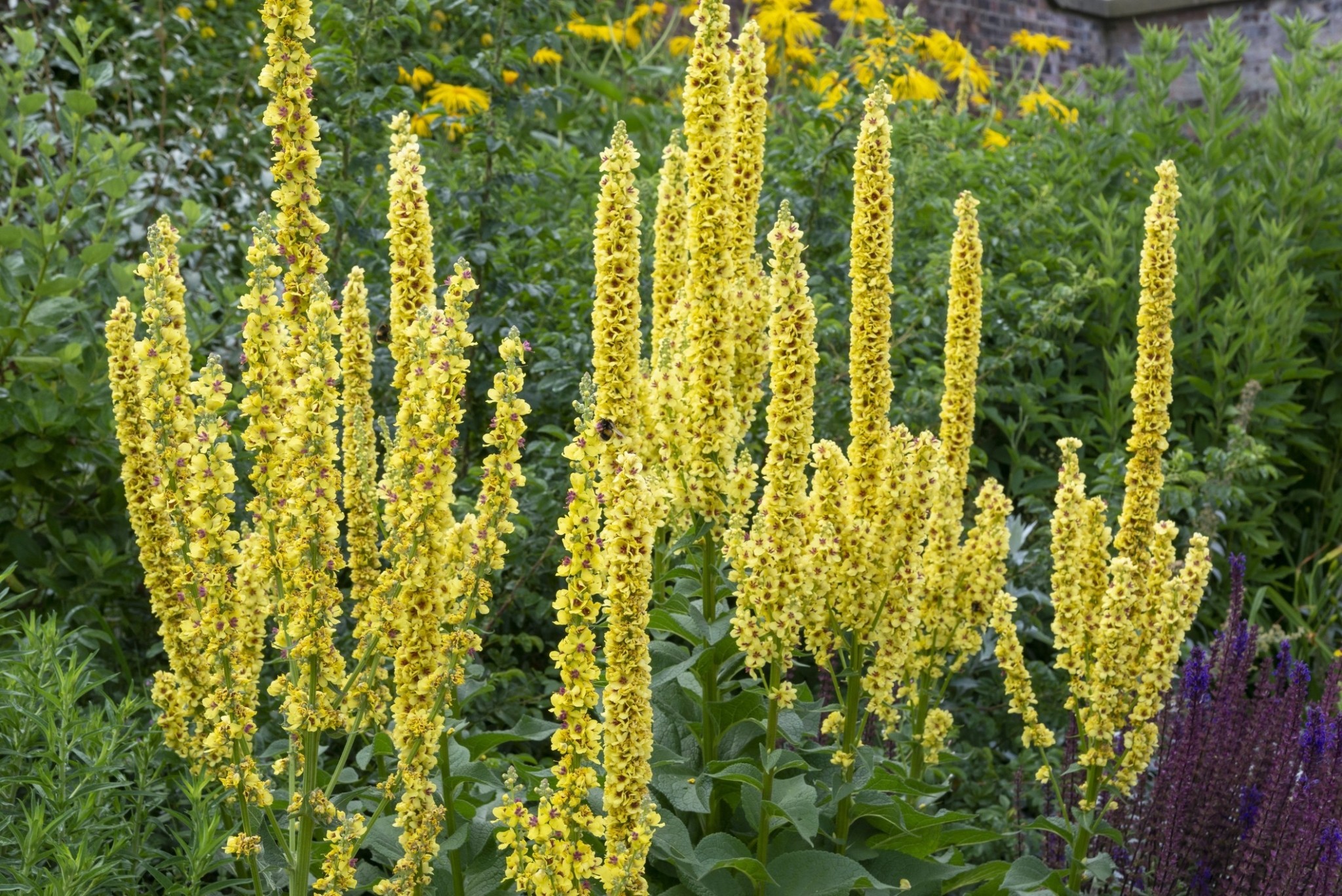 5 φυτά που φυτρώνουν στον κήπο σας τον Μάρτιο και πώς να τα αξιοποιήσετε