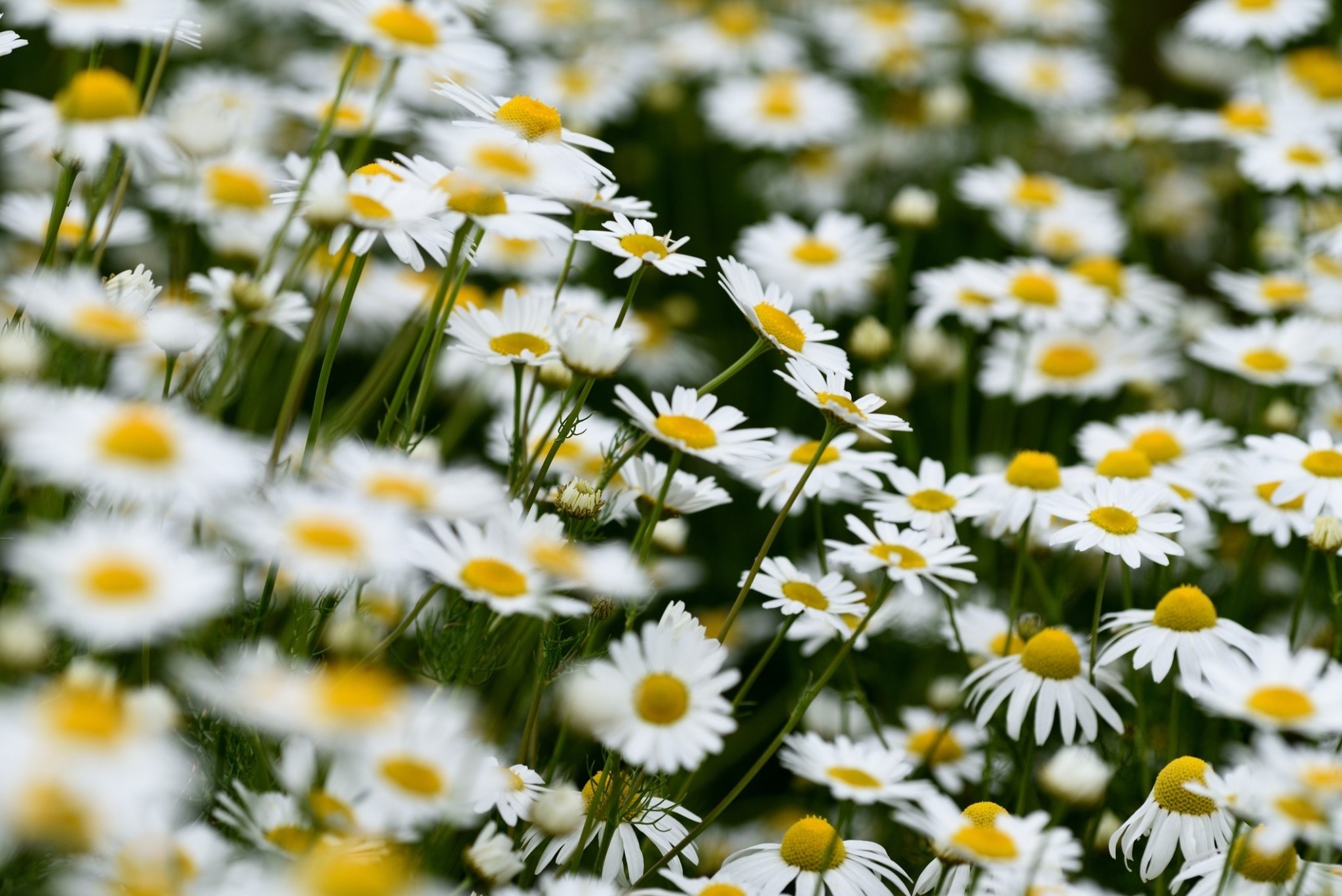 5 φυτά που φυτρώνουν στον κήπο σας τον Μάρτιο και πώς να τα αξιοποιήσετε