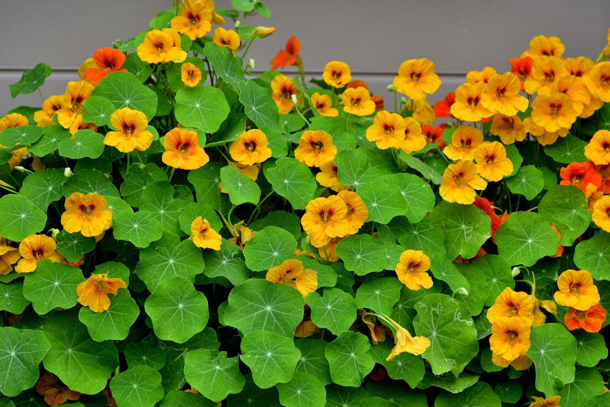 5 φυτά με ανάπτυξη σε χρόνο ρεκόρ