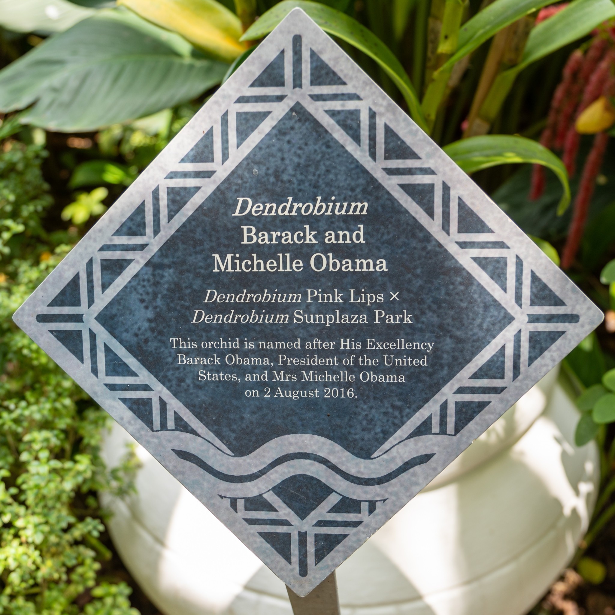 Η ιστορία πίσω από το φυτό που προσφέρεται ως δώρο σε αρχηγούς κρατών