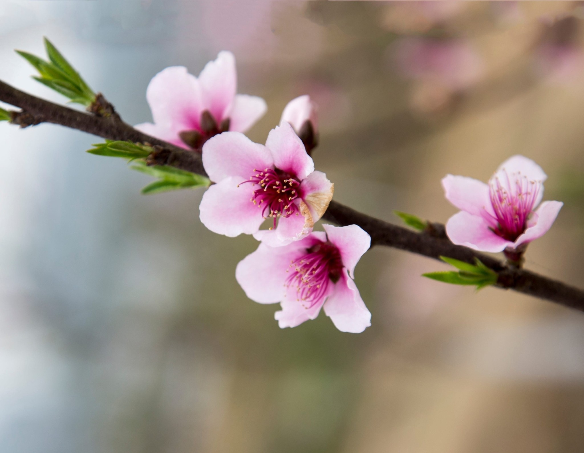 Εαρινή ισημερία: Πότε ξεκινά επίσημα η άνοιξη και τι σηματοδοτεί για τη διάρκεια σε ημέρα και νύχτα