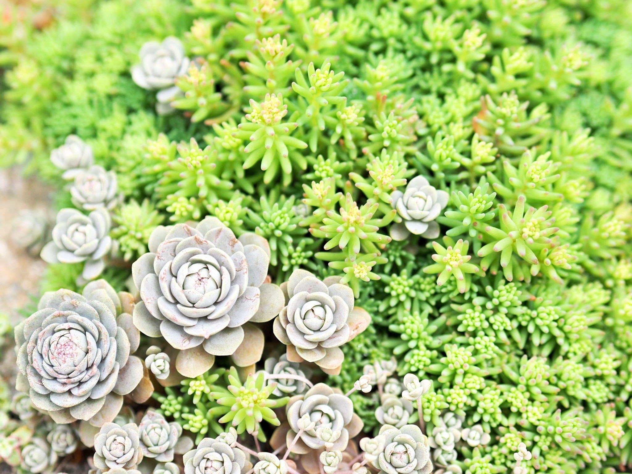 Ανανεώστε τον κήπο σας χωρίς να ξοδέψετε ούτε ένα ευρώ