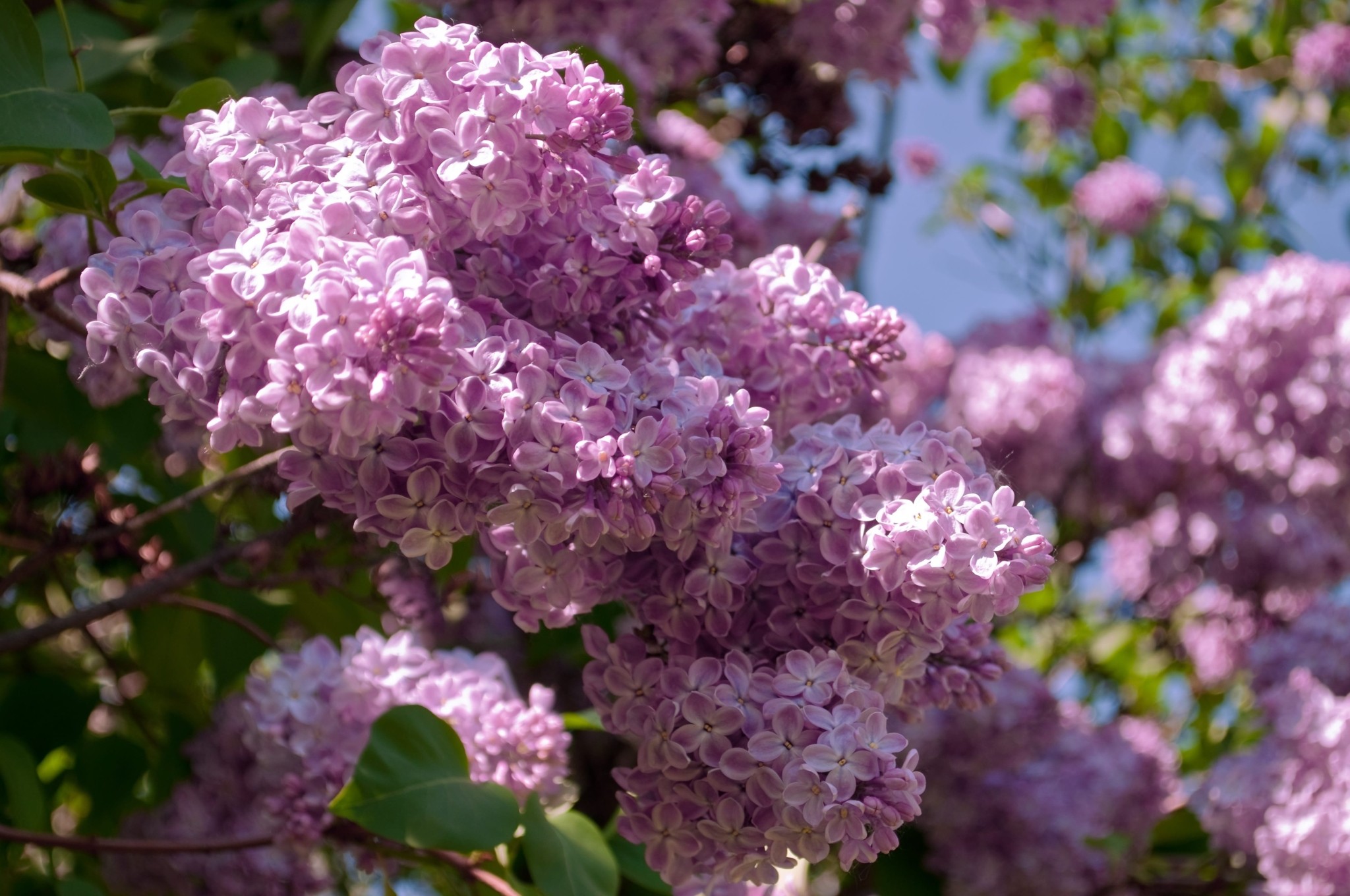 Τα 6 φυτά του Πάσχα που φέρνουν την Ανοιξη