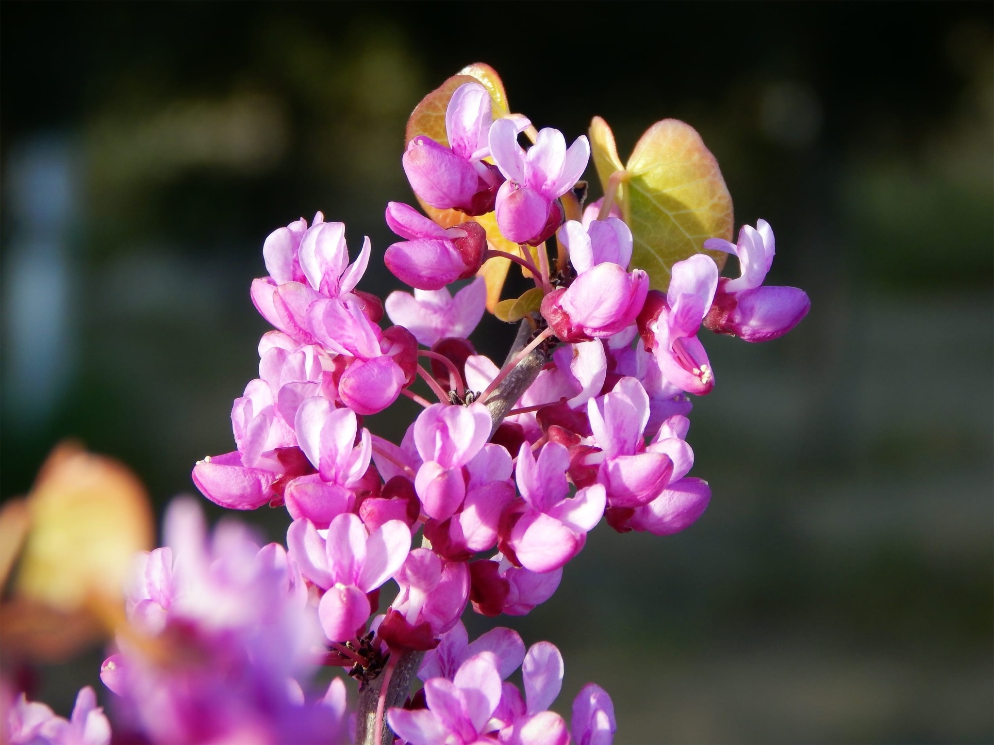 Τα 6 φυτά του Πάσχα που φέρνουν την Ανοιξη