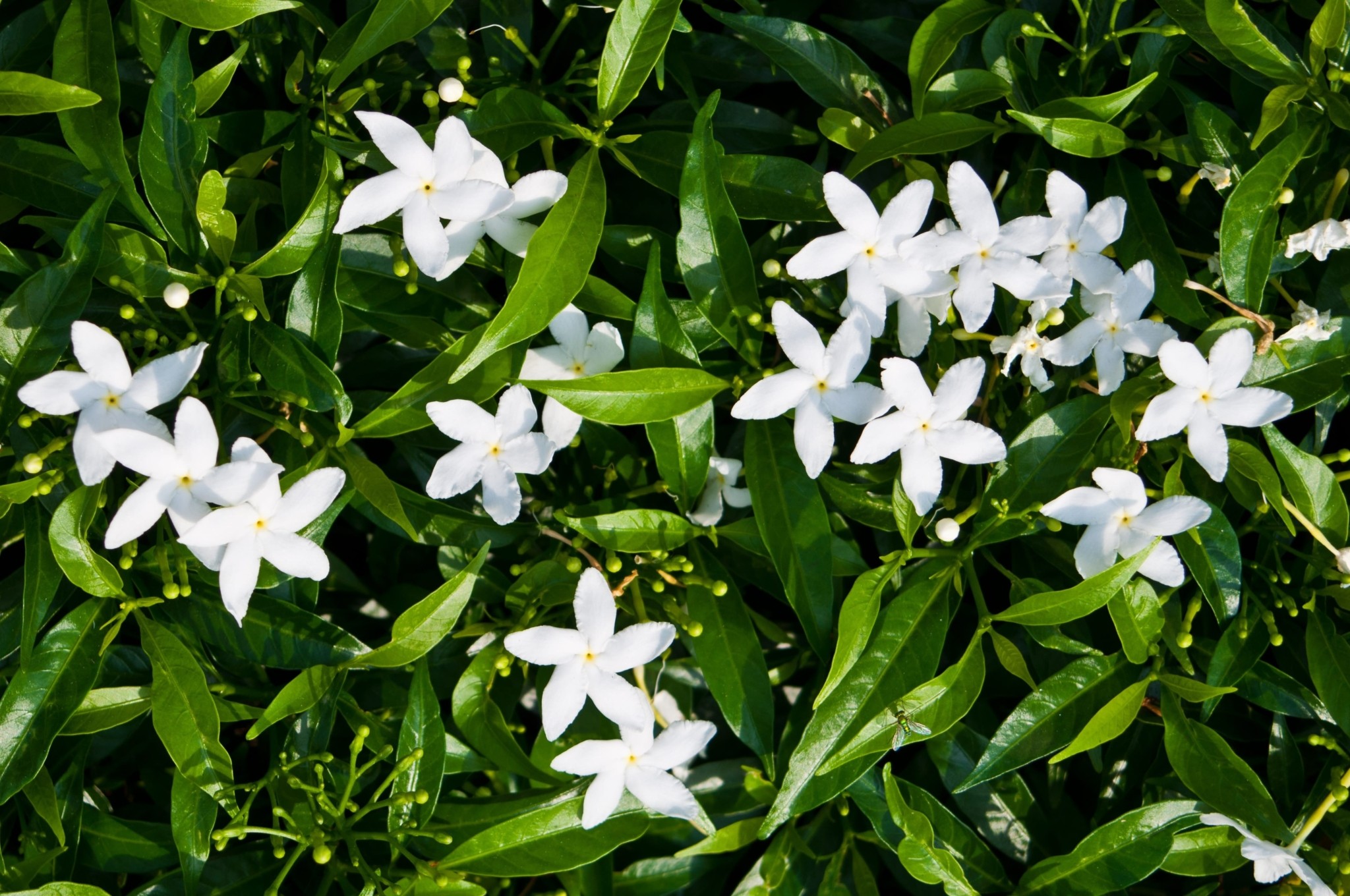 Τα 6 φυτά του Πάσχα που φέρνουν την Ανοιξη