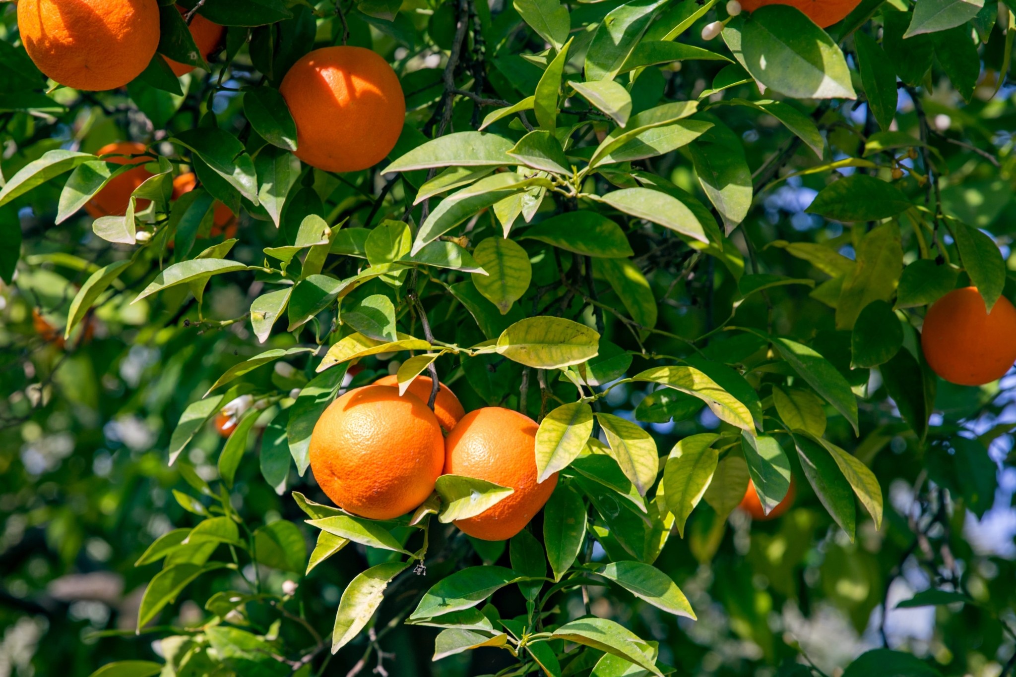 Τα 6 φυτά του Πάσχα που φέρνουν την Ανοιξη