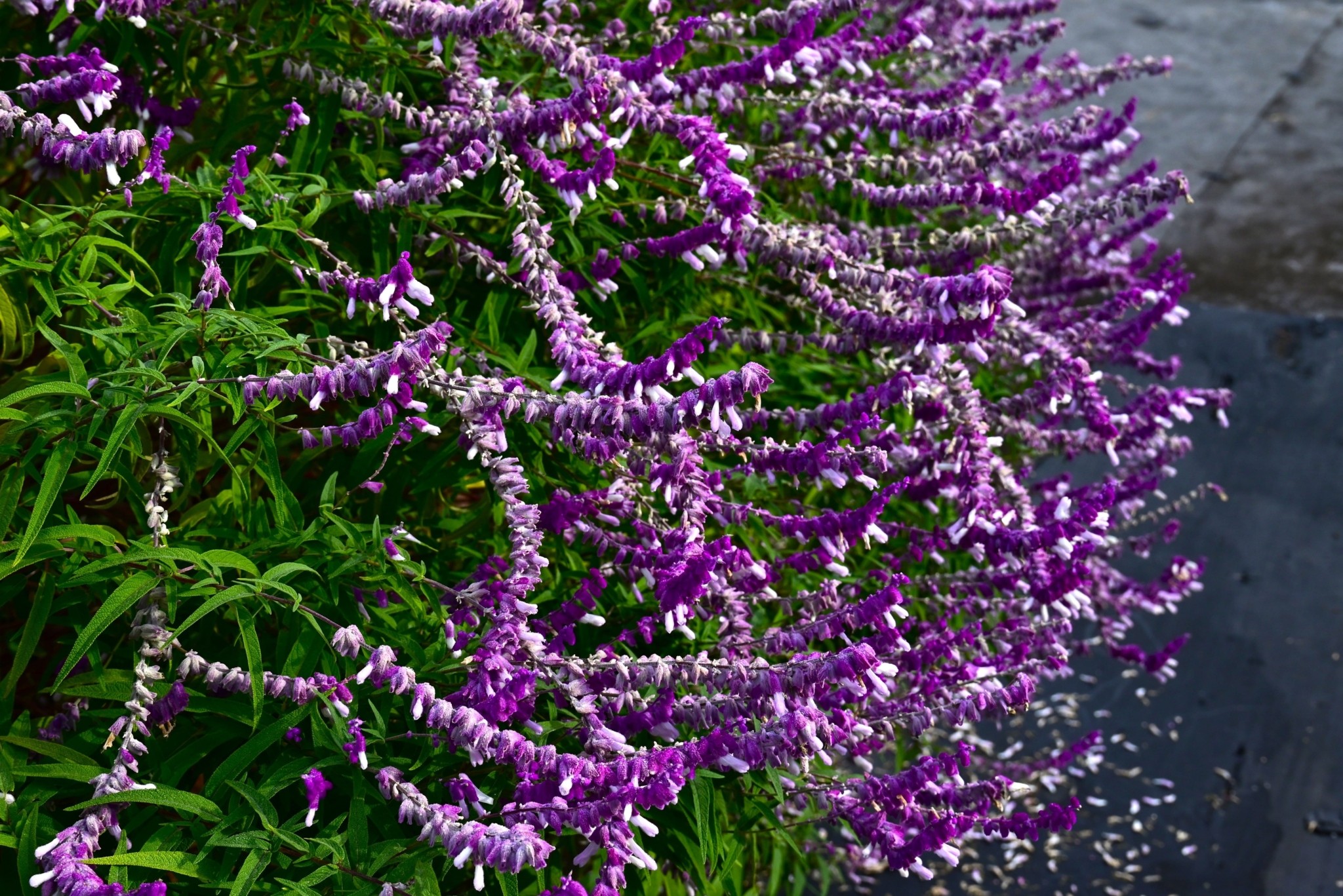 Ανανεώστε τον κήπο σας χωρίς να ξοδέψετε ούτε ένα ευρώ