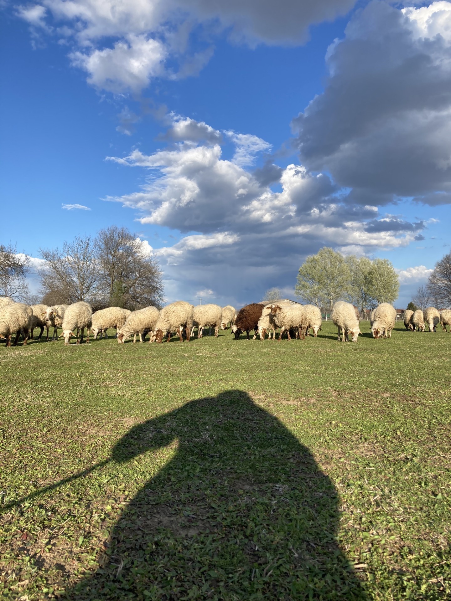 Ο επίμονος βοσκός και όλη η αλήθεια για το αυθεντικό καλαρρύτικο πρόβατο