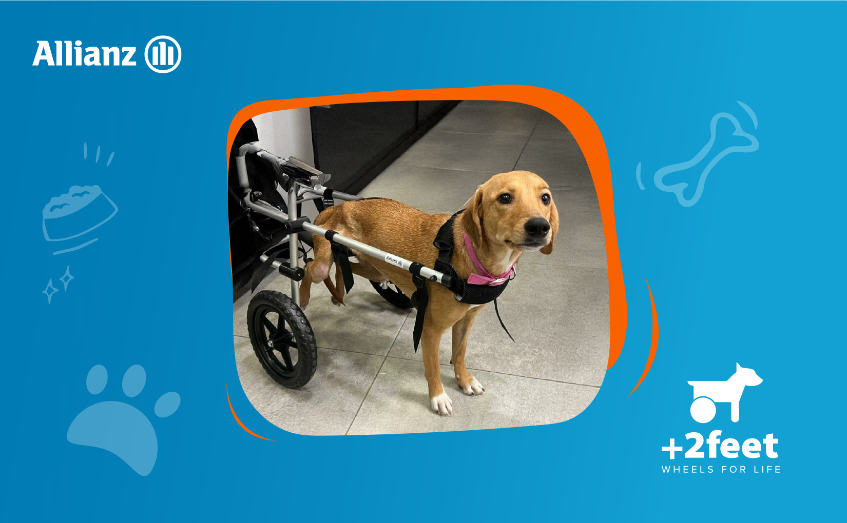 Η Allianz και η Plus2Feet προσφέρουν ελπίδα και κίνηση σε ζώα με αναπηρία